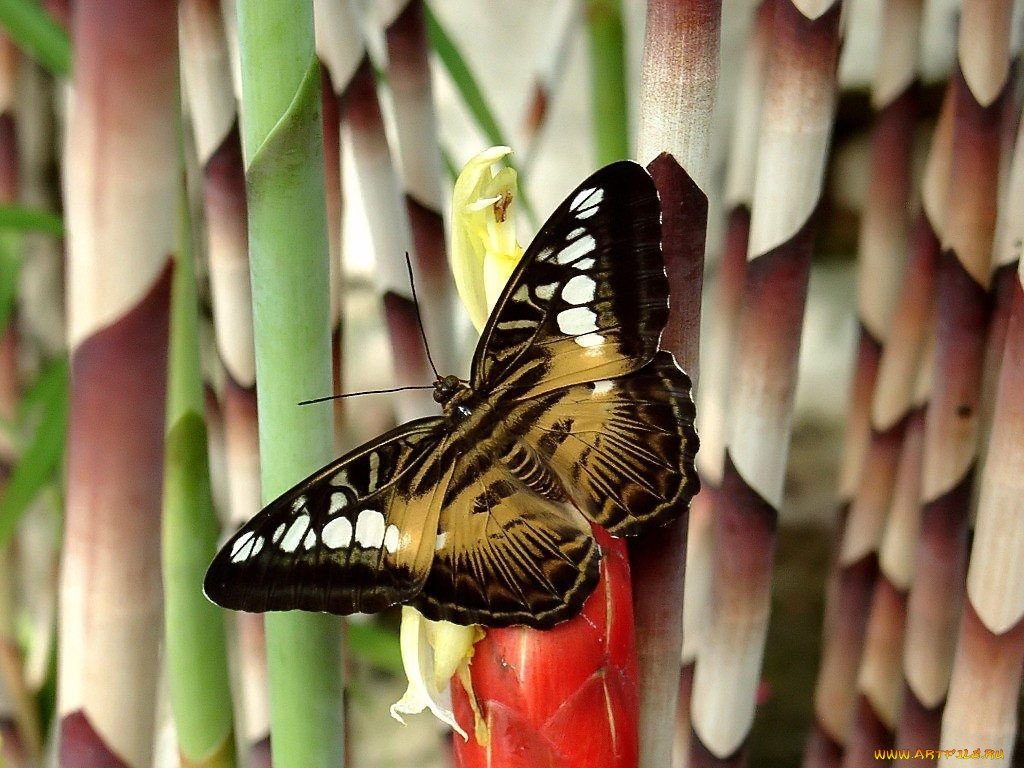 clipper, butterfly, parthenos, sylvia, , 